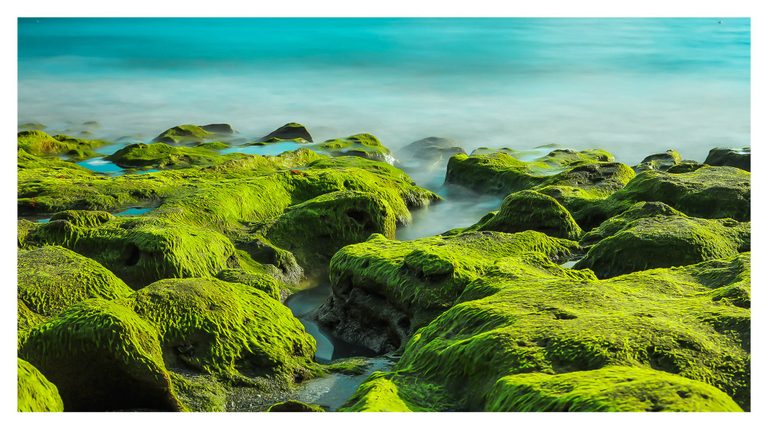 Vivid green algae cover rugged shoreline rocks as soft turquoise seawater flows through the gaps between them.