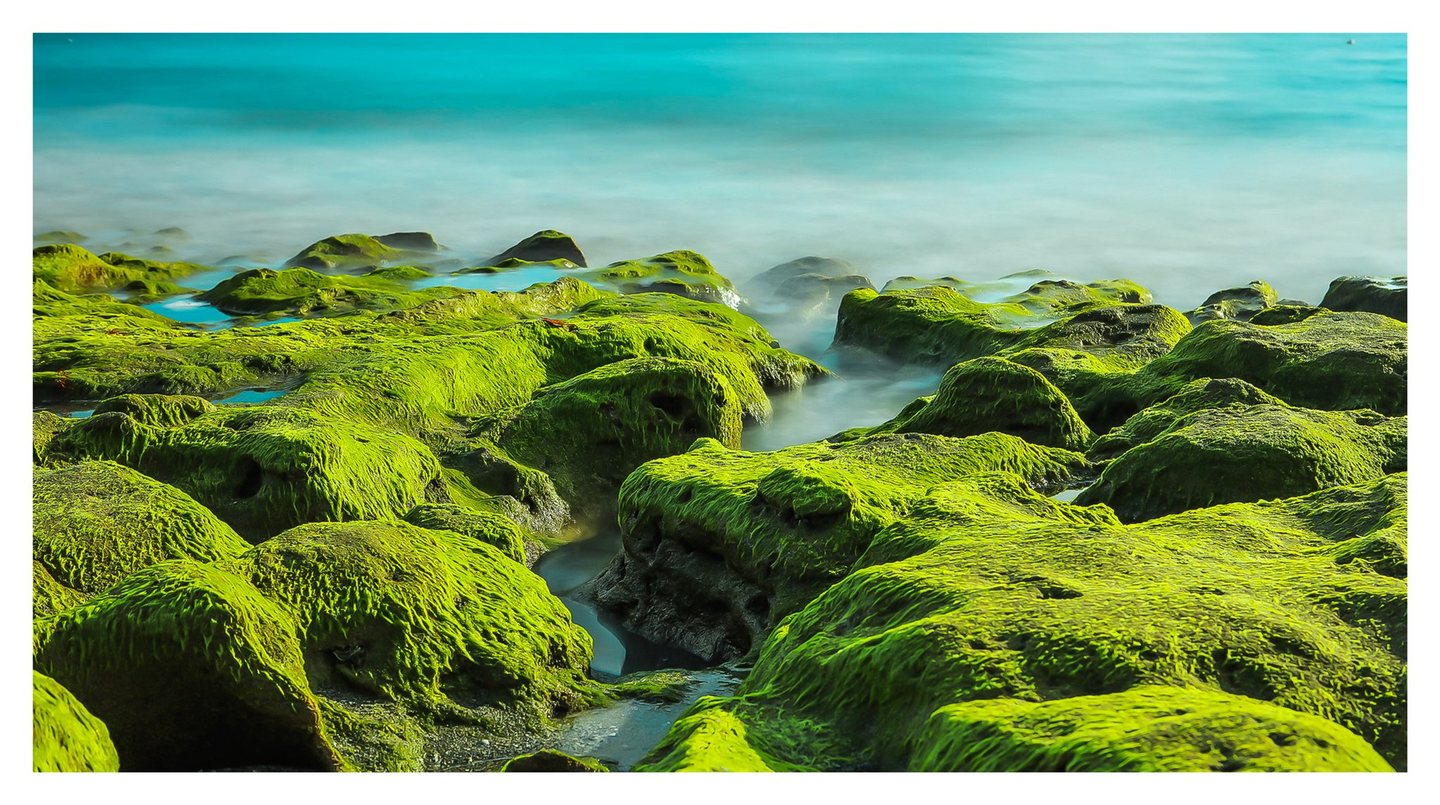 Vivid green algae cover rugged shoreline rocks as soft turquoise seawater flows through the gaps between them.