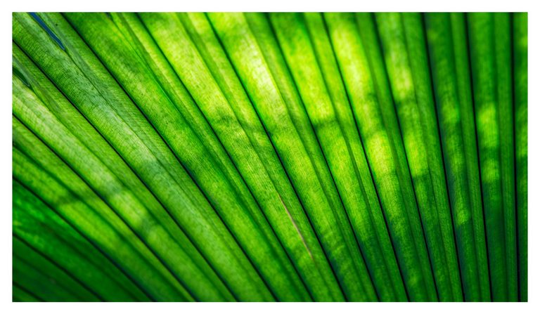 Close-up of a backlit green palm leaf with radiating dark ribs, fine surface texture, and patches of yellow-green light.