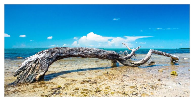 A large weathered tree trunk arches across clear, rocky shallows beside a turquoise sea under a bright blue sky with white clouds.