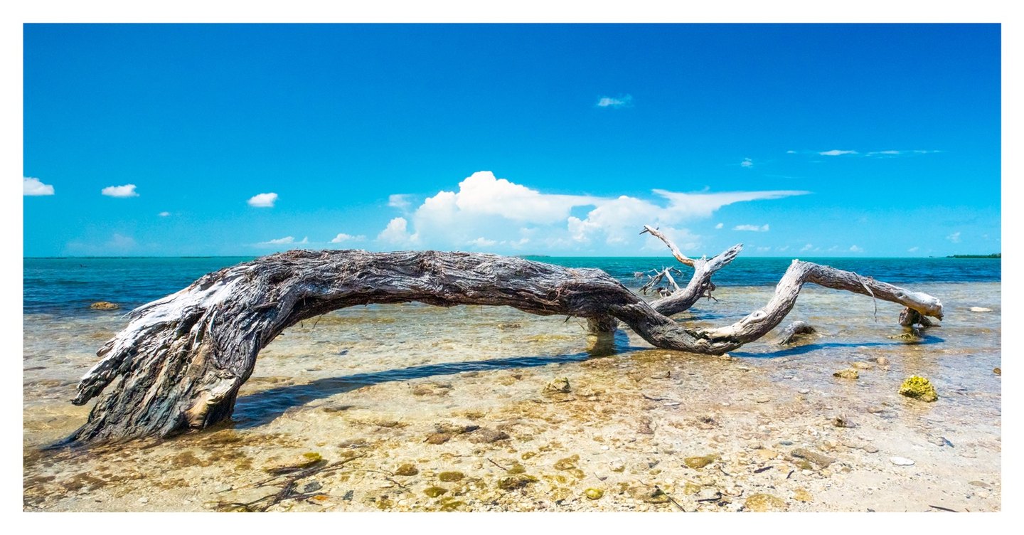 A large weathered tree trunk arches across clear, rocky shallows beside a turquoise sea under a bright blue sky with white clouds.