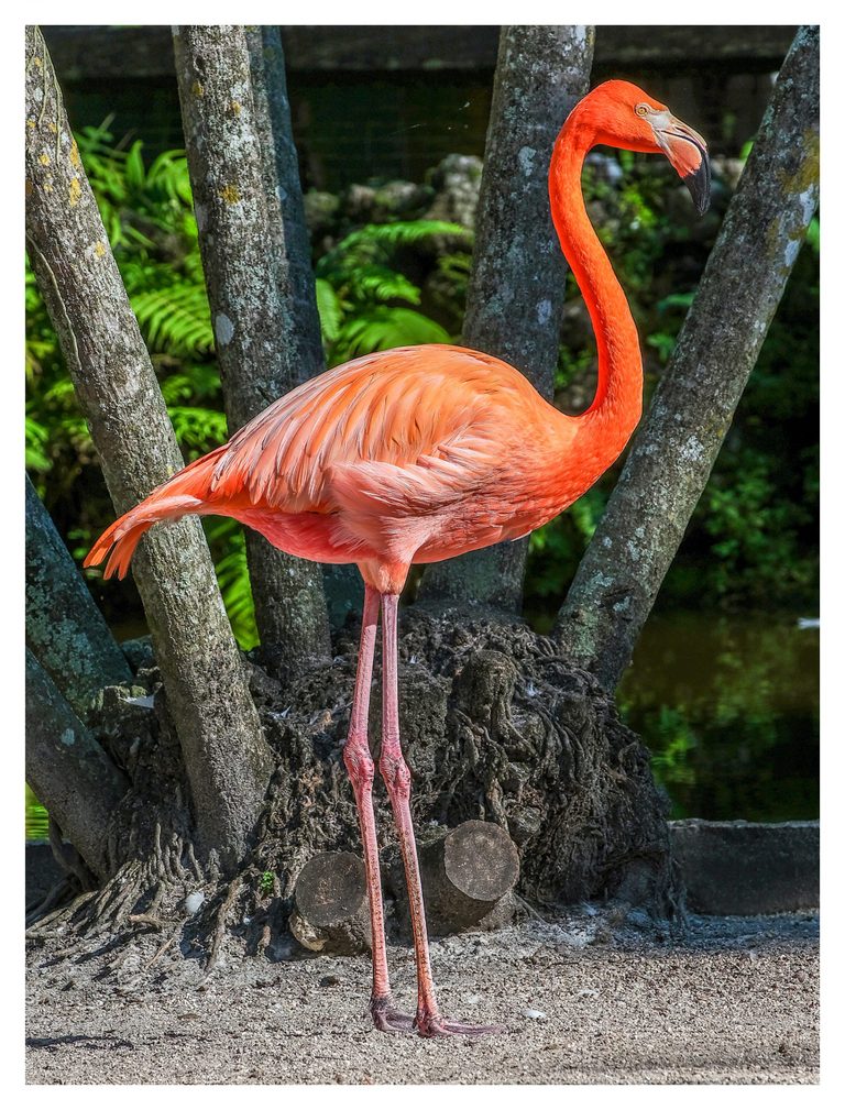 A vivid orange-pink flamingo stands on long pink legs on sandy ground among gray tree trunks, exposed roots, and green ferns.