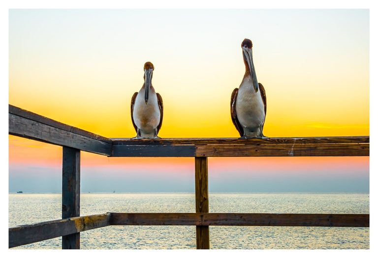 Two pelicans face the camera from a weathered wooden railing above calm sea water beneath a yellow, pink, and pale blue sky.