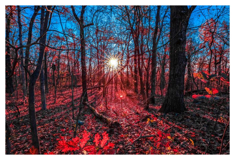 Sunlight forms a bright starburst between dark woodland trunks, illuminating vivid red leaves and a leaf-covered forest floor beneath a blue sky.