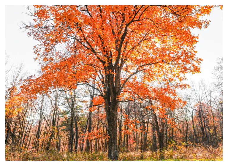 A large tree with brilliant orange autumn leaves stands amid thinner, mostly bare woodland trees, with sunlight shining through its lower branches.