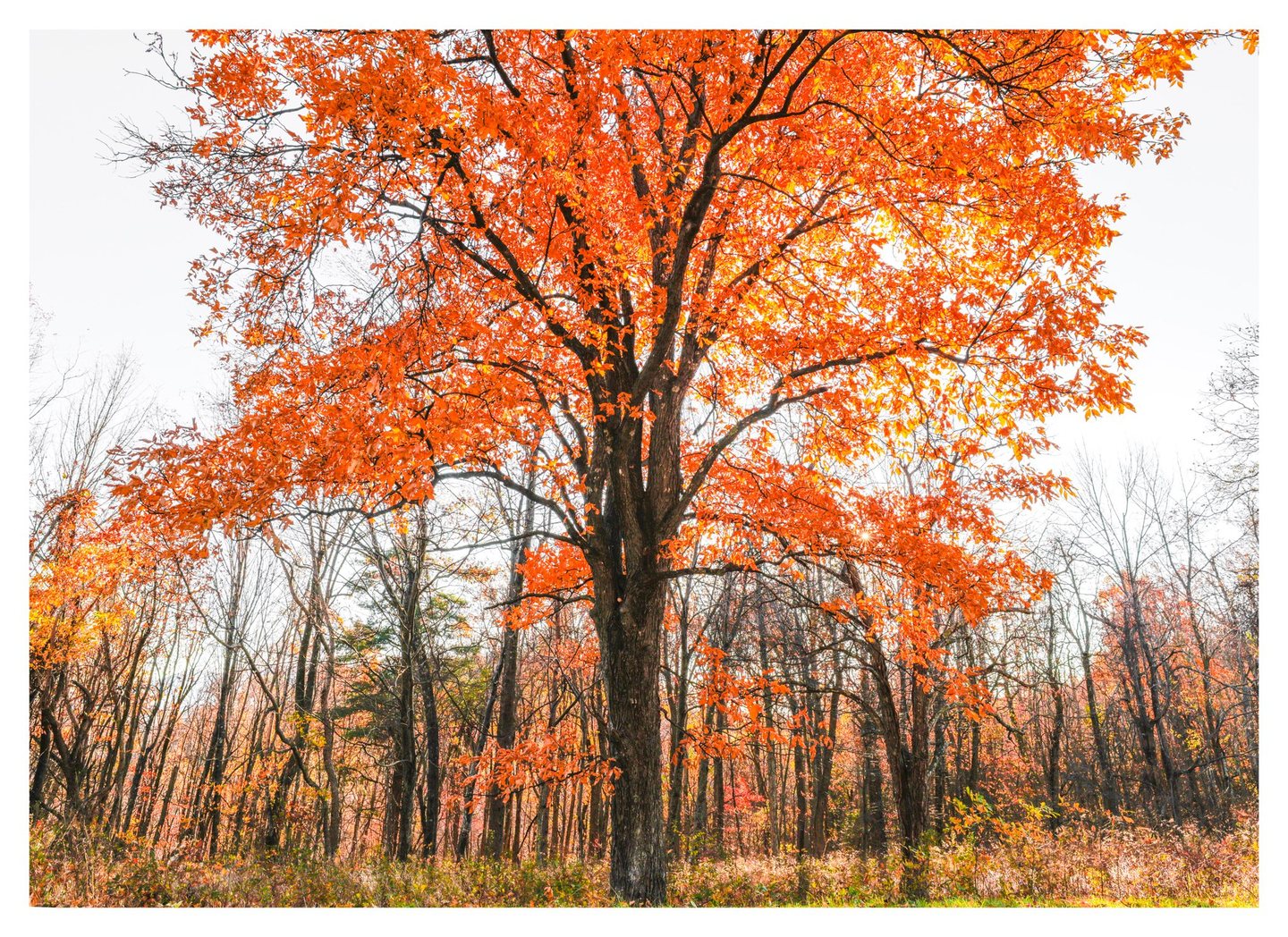 A large tree with brilliant orange autumn leaves stands amid thinner, mostly bare woodland trees, with sunlight shining through its lower branches.