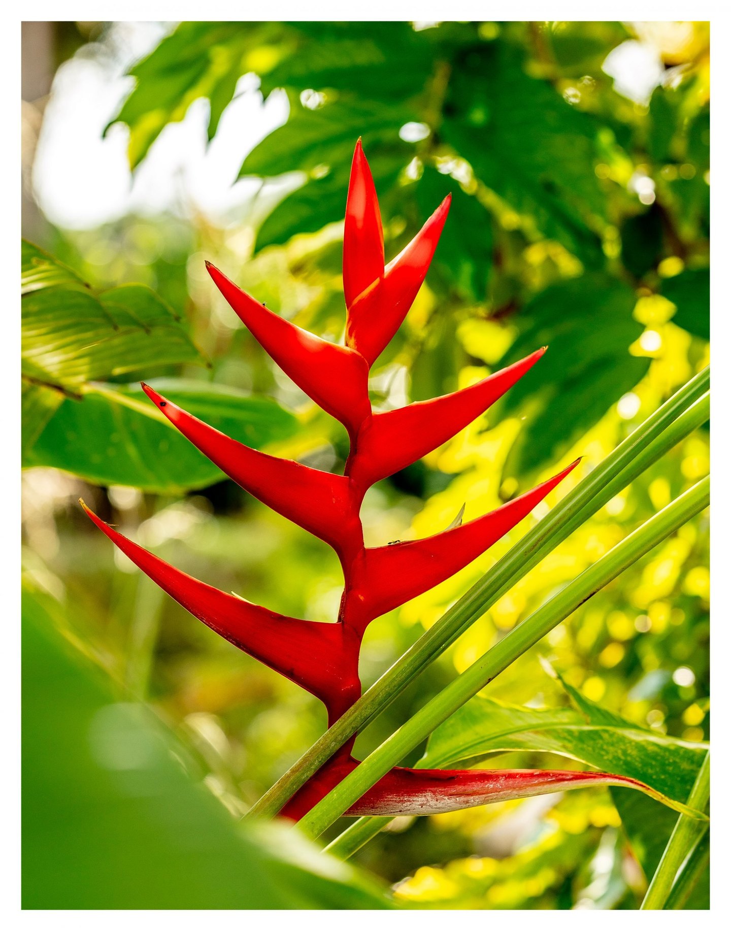 A red heliconia rises among green tropical leaves, with diagonal stems crossing its pointed bracts against a softly blurred, sunlit background.