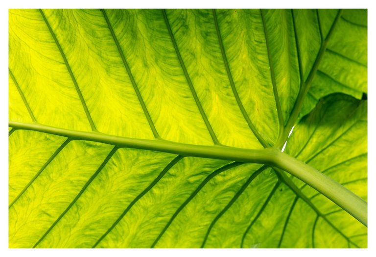 Close-up of a backlit green leaf viewed from below, with dark branching veins and a thick stalk extending toward the lower right.