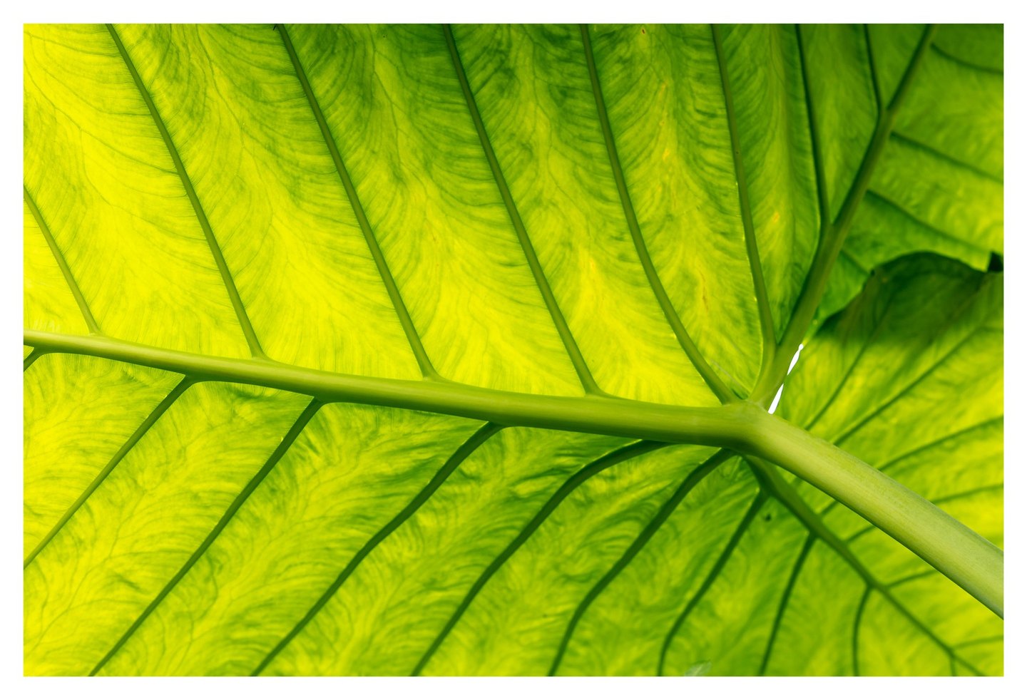 Close-up of a backlit green leaf viewed from below, with dark branching veins and a thick stalk extending toward the lower right.