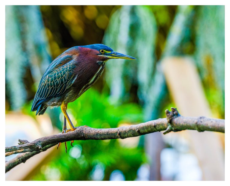A green heron with a chestnut neck, blue-green wings, and yellow legs perches on a branch against softly blurred green foliage.