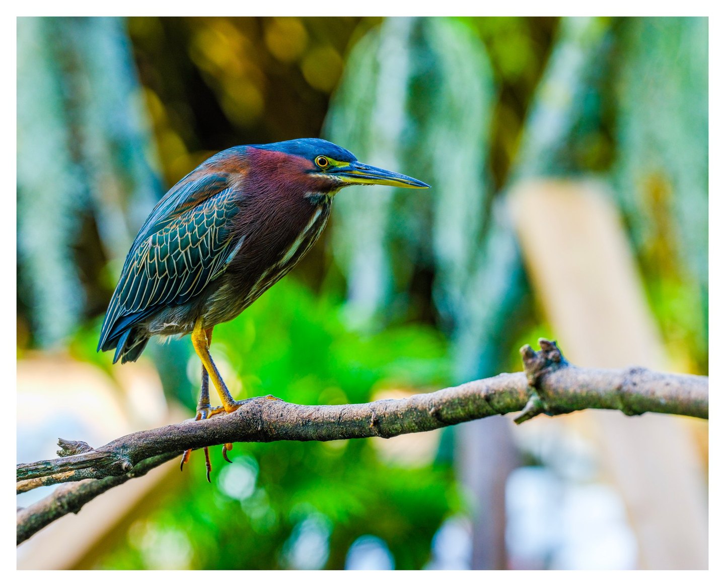 A green heron with a chestnut neck, blue-green wings, and yellow legs perches on a branch against softly blurred green foliage.
