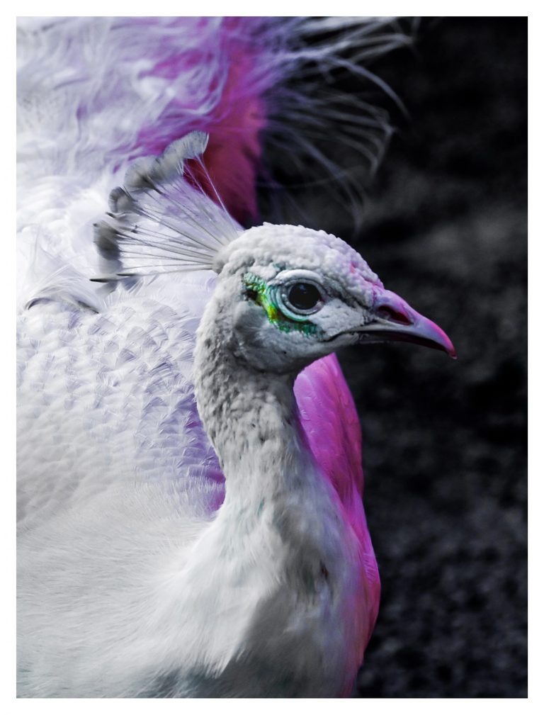 Close-up of a white peafowl facing right, with a delicate feather crest, green around its eye, and violet and magenta tones across its plumage against a dark background.