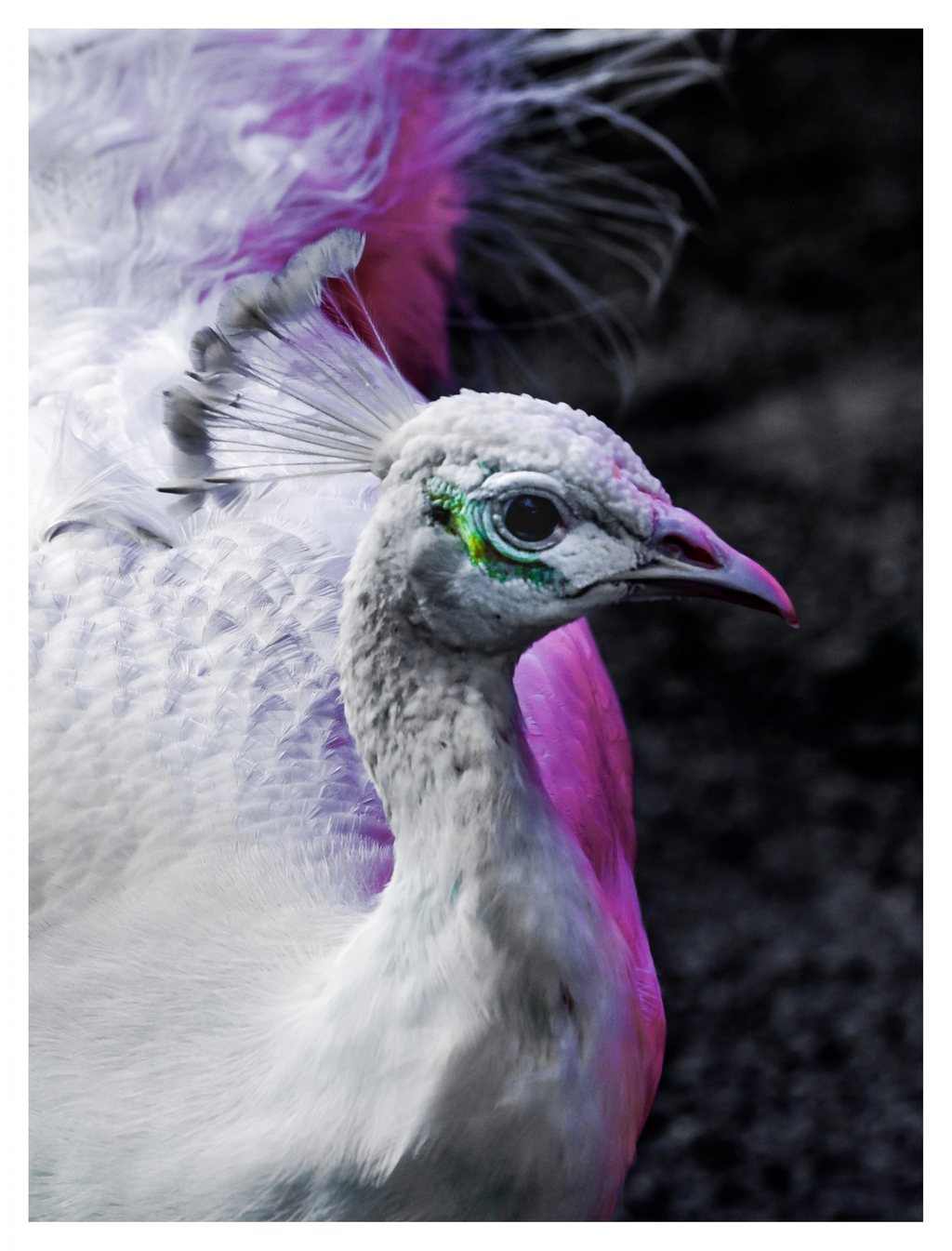 Close-up of a white peafowl facing right, with a delicate feather crest, green around its eye, and violet and magenta tones across its plumage against a dark background.