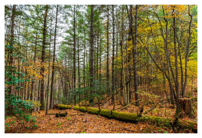 A moss-covered fallen trunk crosses a leaf-strewn forest floor beneath tall trees, green shrubs, and yellow autumn foliage.