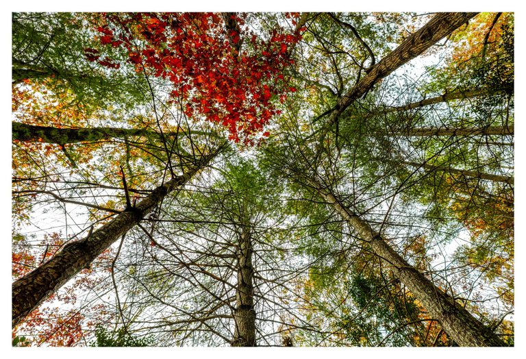An upward view through tall forest trees shows textured trunks and interlacing branches beneath green foliage and vivid red and yellow autumn leaves.