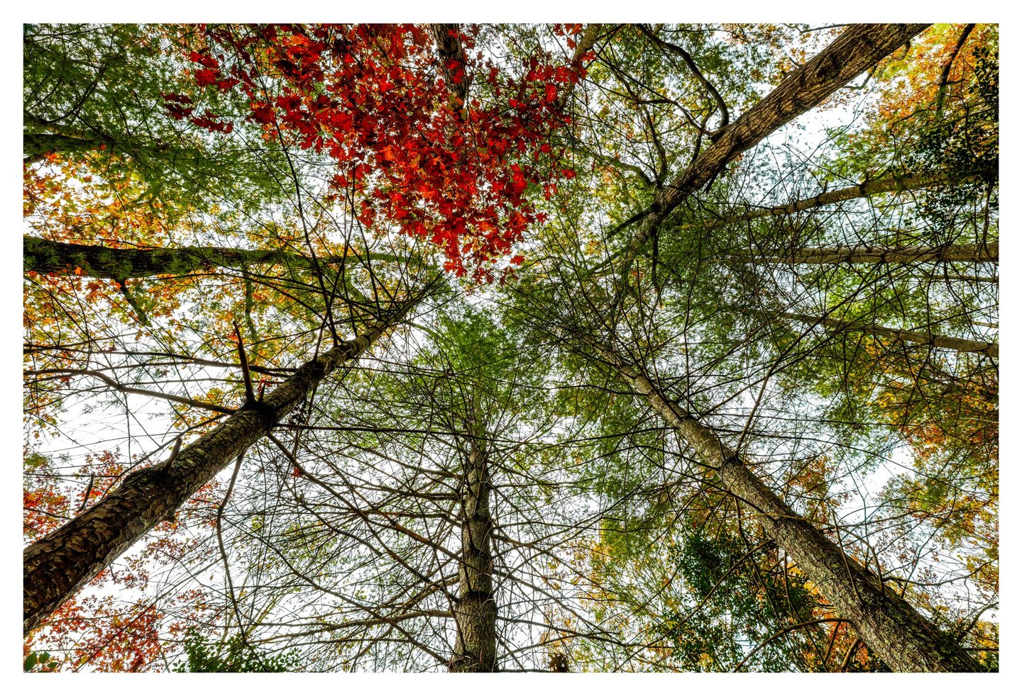 An upward view through tall forest trees shows textured trunks and interlacing branches beneath green foliage and vivid red and yellow autumn leaves.