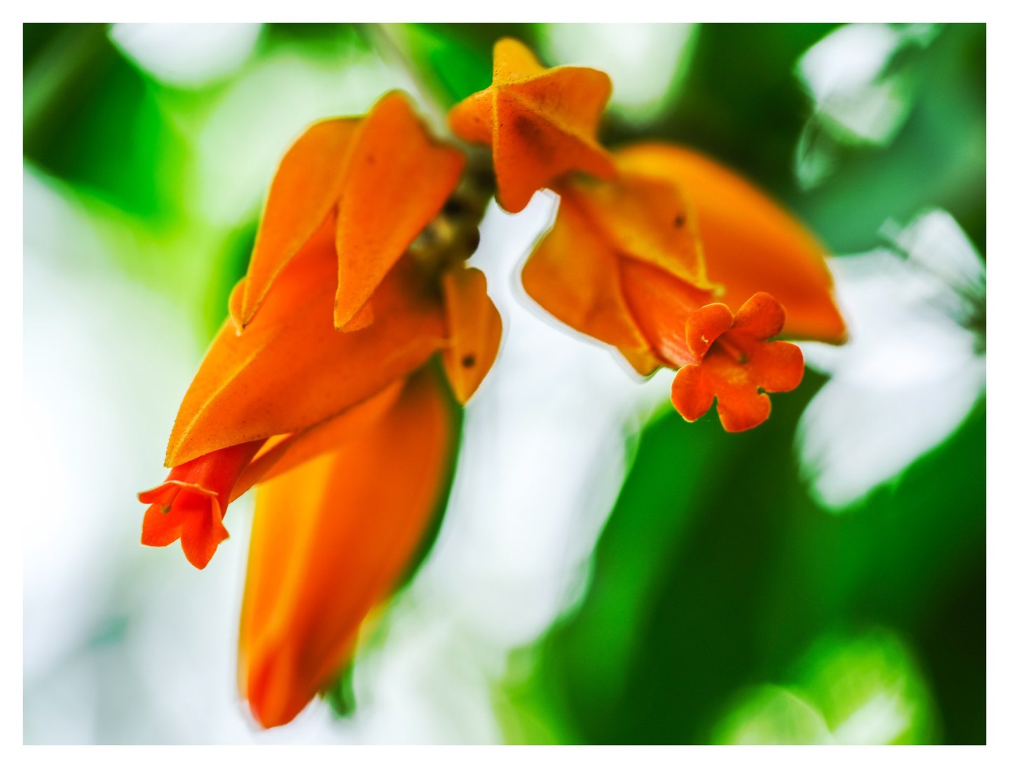Close-up of hanging orange flowers and overlapping orange bracts against softly blurred green foliage and bright white light.
