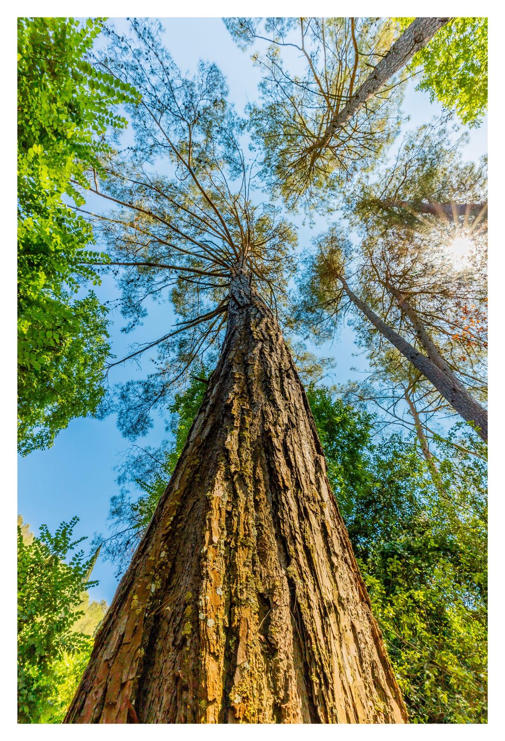 An upward view along a tall pine trunk reveals textured bark, spreading branches, green foliage, and sunlight shining through the canopy against a blue sky.