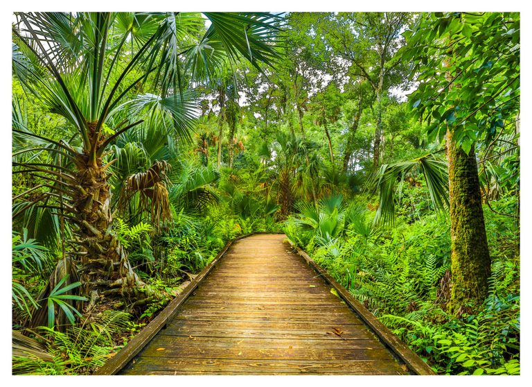 A wooden boardwalk curves through dense green palms, ferns, and tall trees, with a moss-covered trunk on the right.