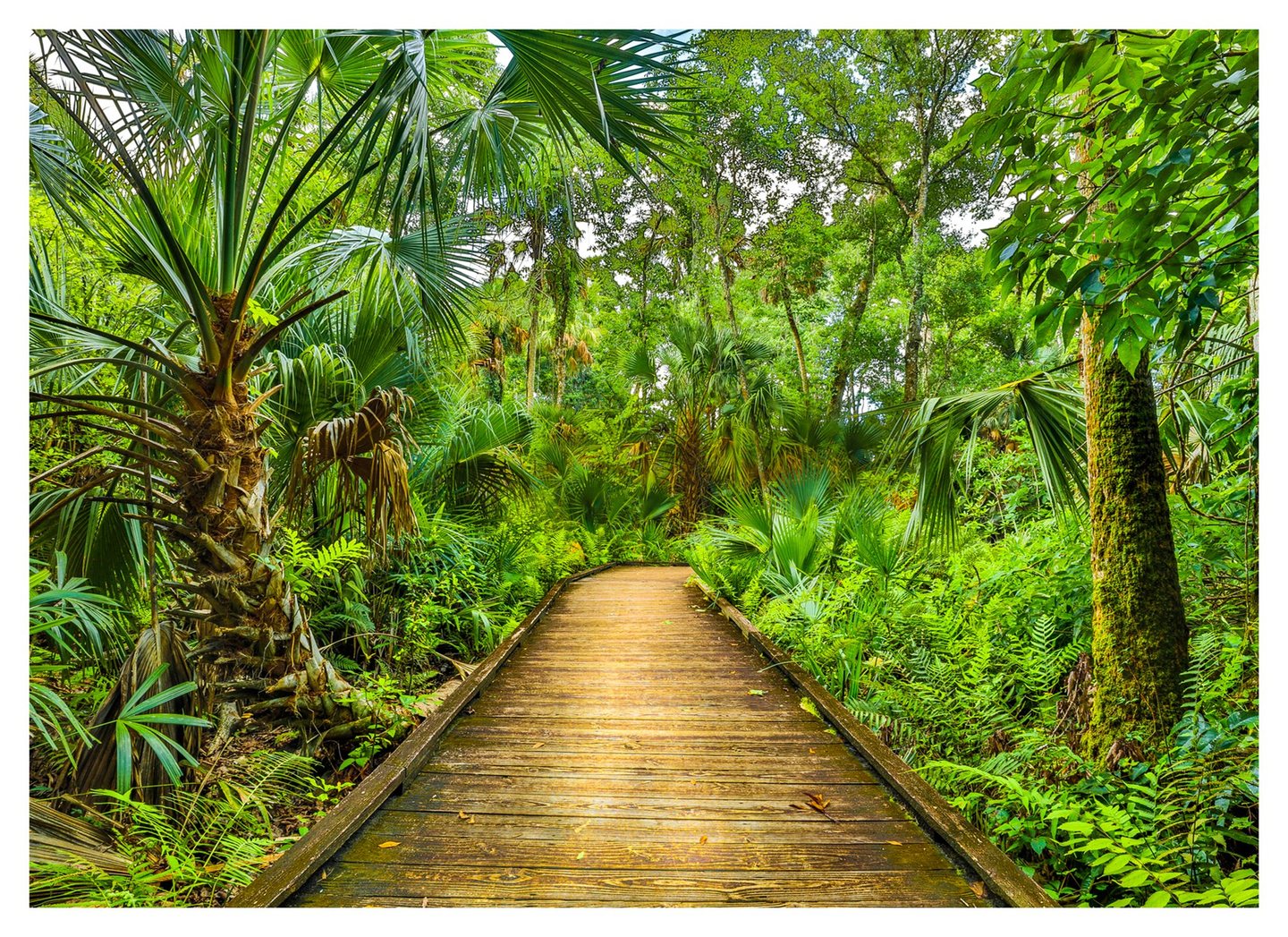 A wooden boardwalk curves through dense green palms, ferns, and tall trees, with a moss-covered trunk on the right.