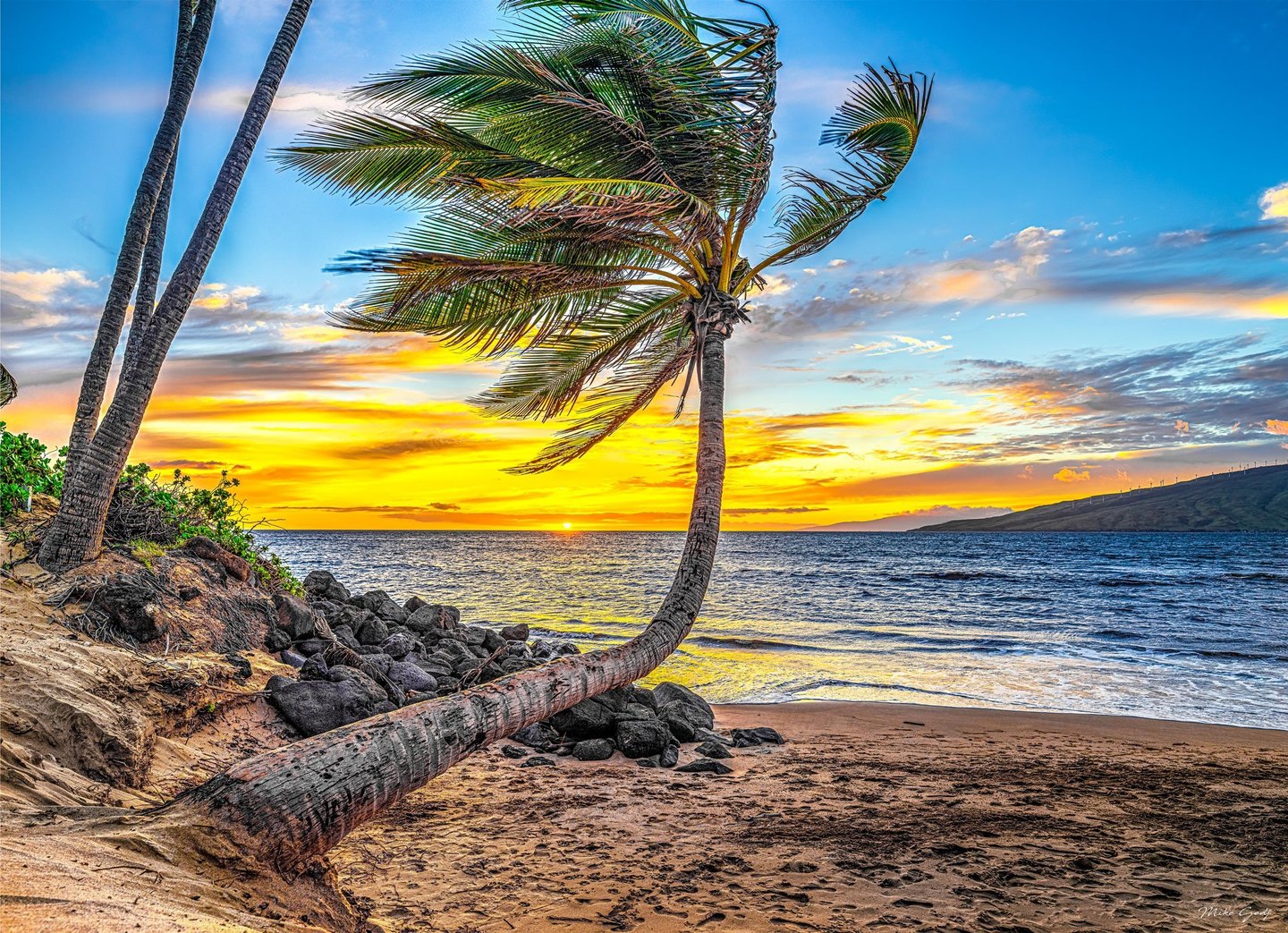 A curved palm tree arches over a sandy, rocky beach beside blue ocean water, with a golden sunset on the horizon and a distant headland to the right.