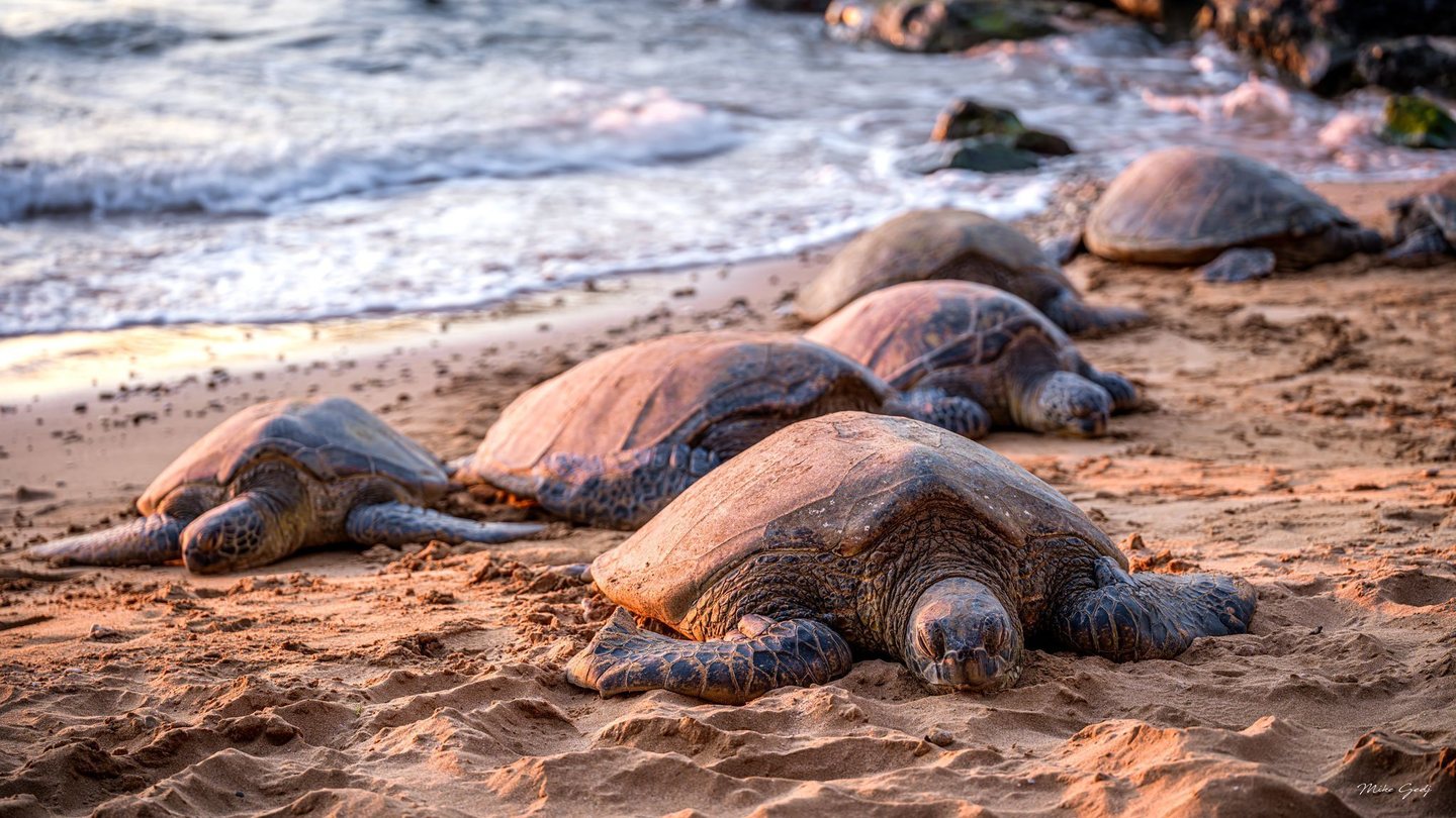 Six sea turtles rest on a sandy beach in warm light, with a large turtle in the foreground and waves breaking behind them.