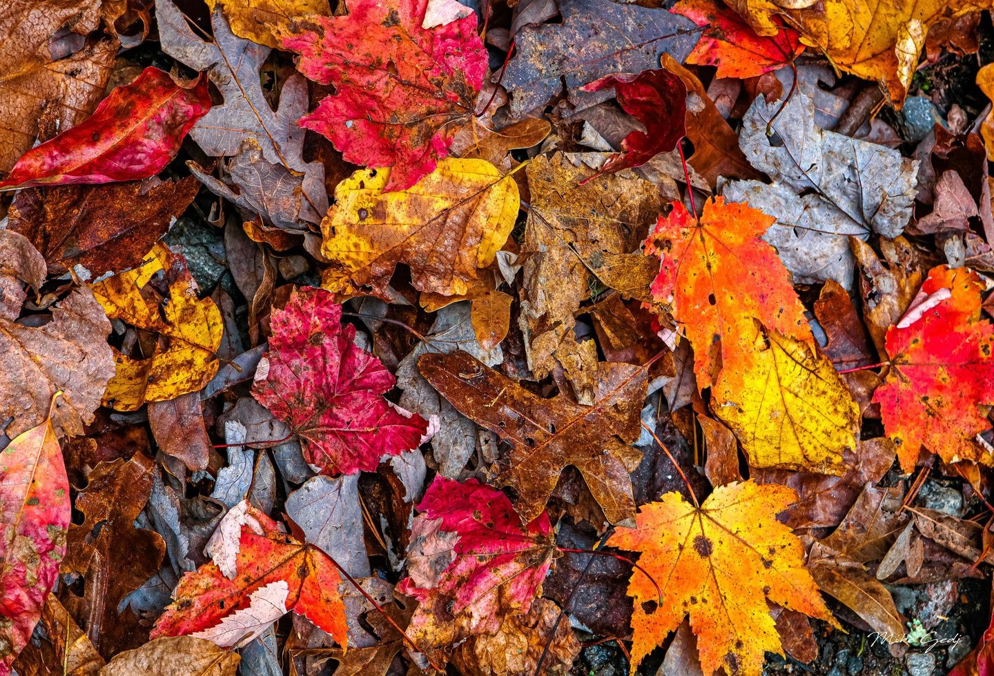 An overhead close-up shows overlapping fallen autumn leaves in vivid red, orange, yellow, brown, and gray, with visible veins, curled edges, and small holes.