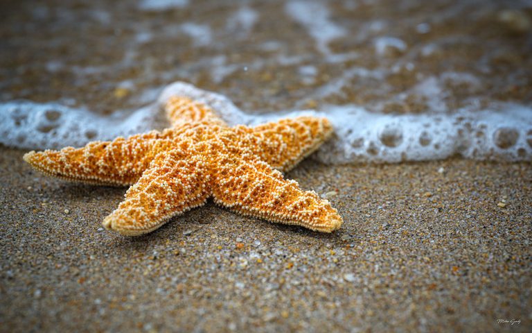 An orange starfish covered in small cream-colored bumps rests on wet sand as a line of white sea foam touches its upper arms.