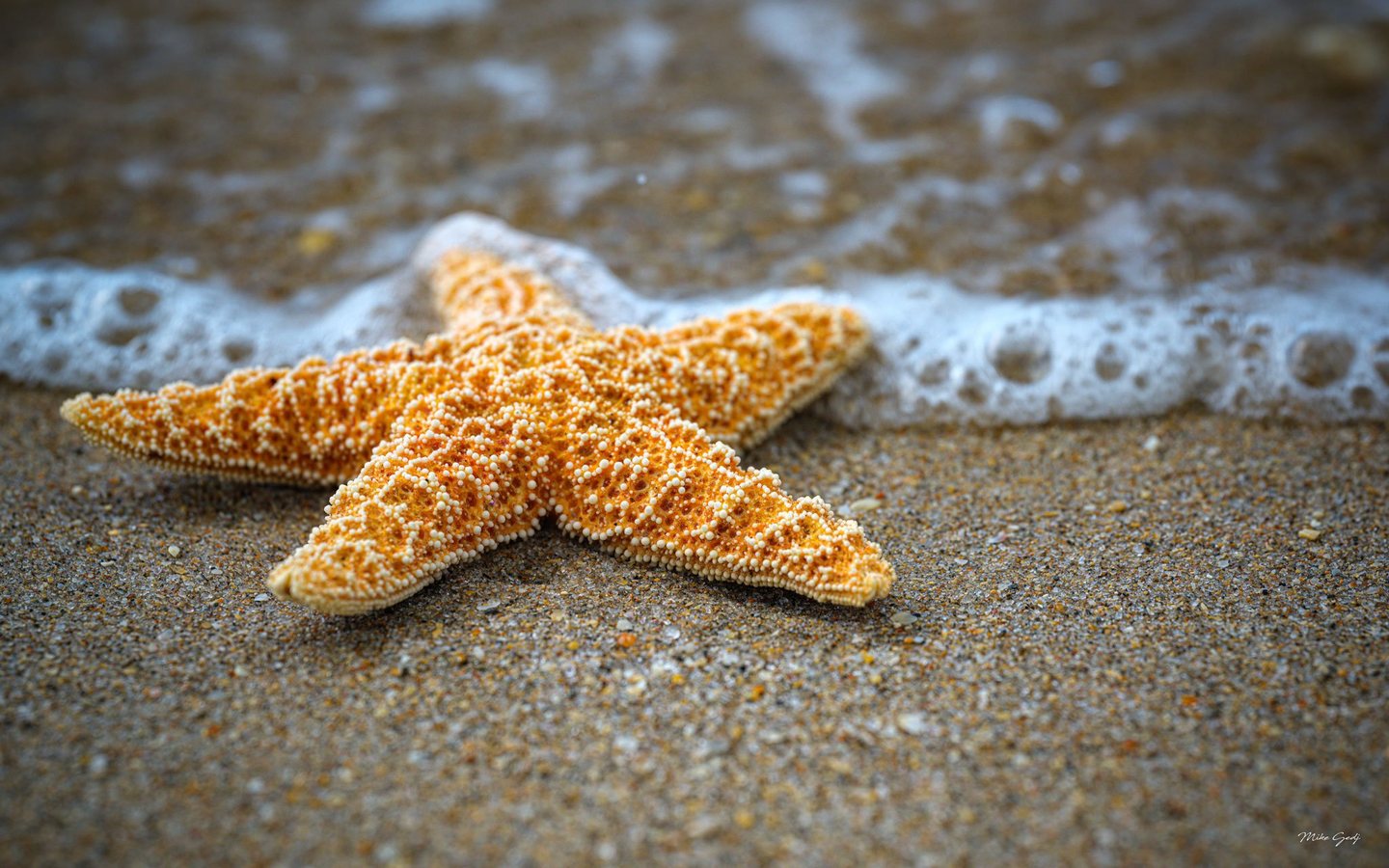 An orange starfish covered in small cream-colored bumps rests on wet sand as a line of white sea foam touches its upper arms.