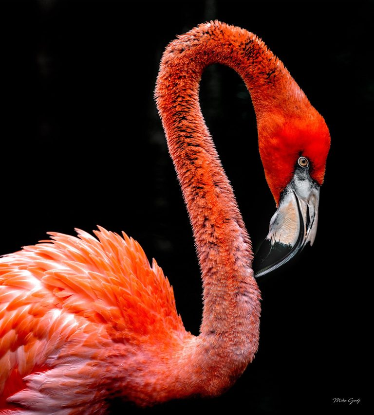 Close-up of a coral-orange flamingo with an arched neck, lowered head, pale eye, and black-tipped bill against a black background.