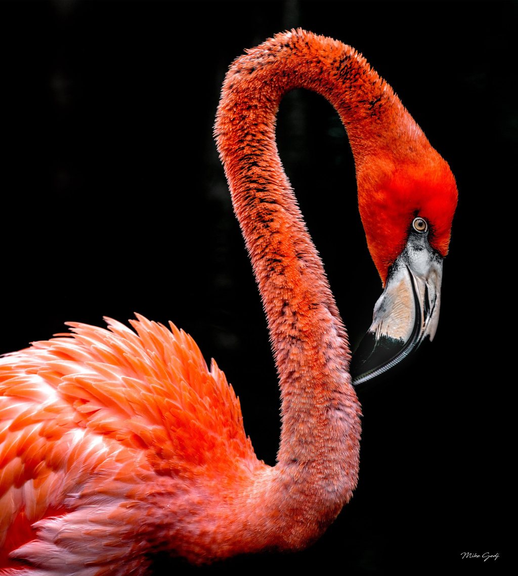 Close-up of a coral-orange flamingo with an arched neck, lowered head, pale eye, and black-tipped bill against a black background.