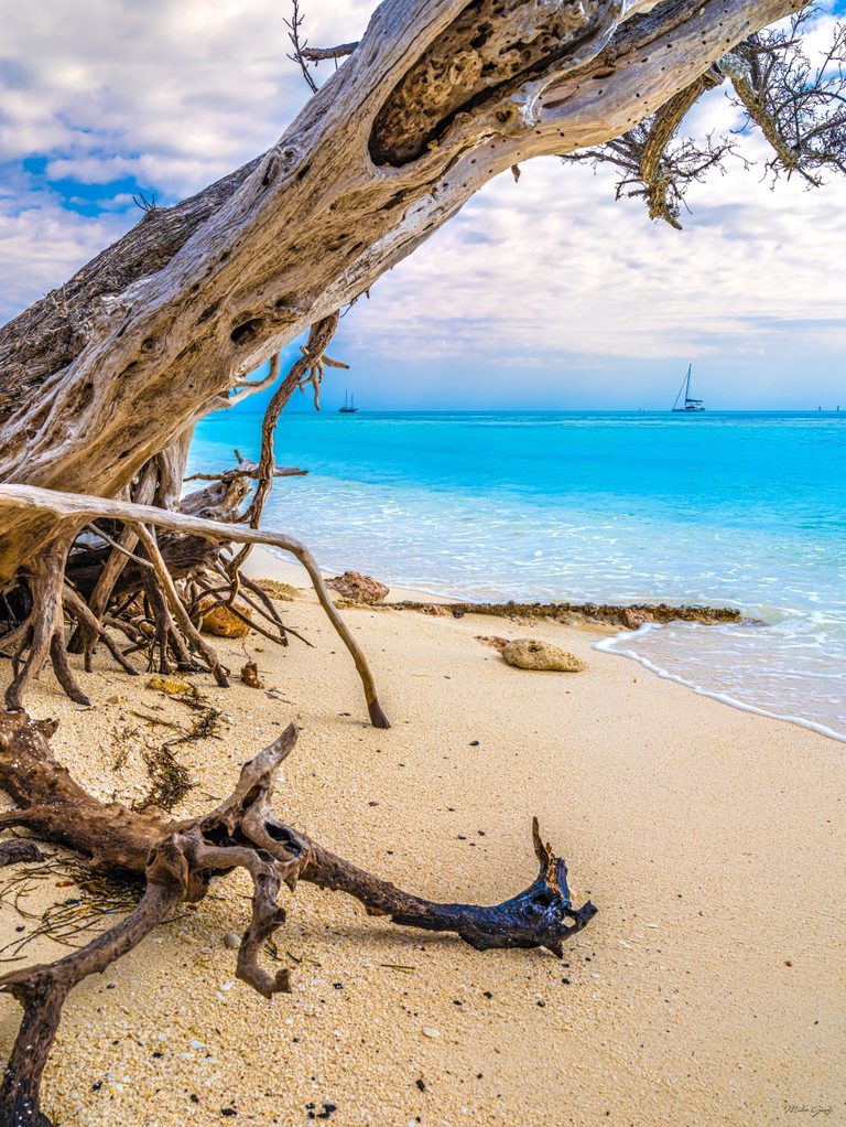 A weathered tree trunk and exposed roots frame a sandy beach beside turquoise water, with two sailboats beneath a cloudy sky.