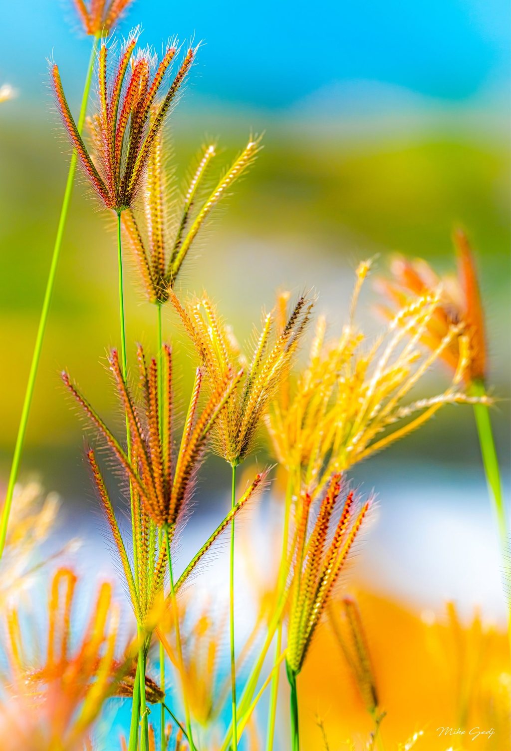 Golden and rust-red grass seed heads fan out on slender green stems against a softly blurred turquoise, green, and yellow background.