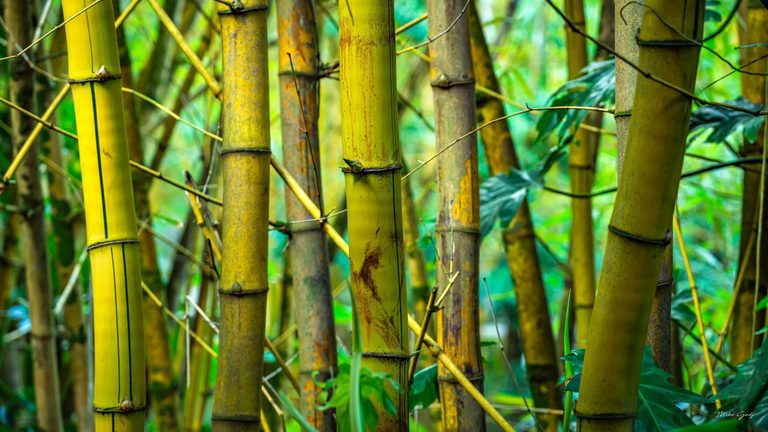 Closely spaced yellow and green bamboo stems with dark joints and weathered surfaces rise among thin crossing branches and green foliage.