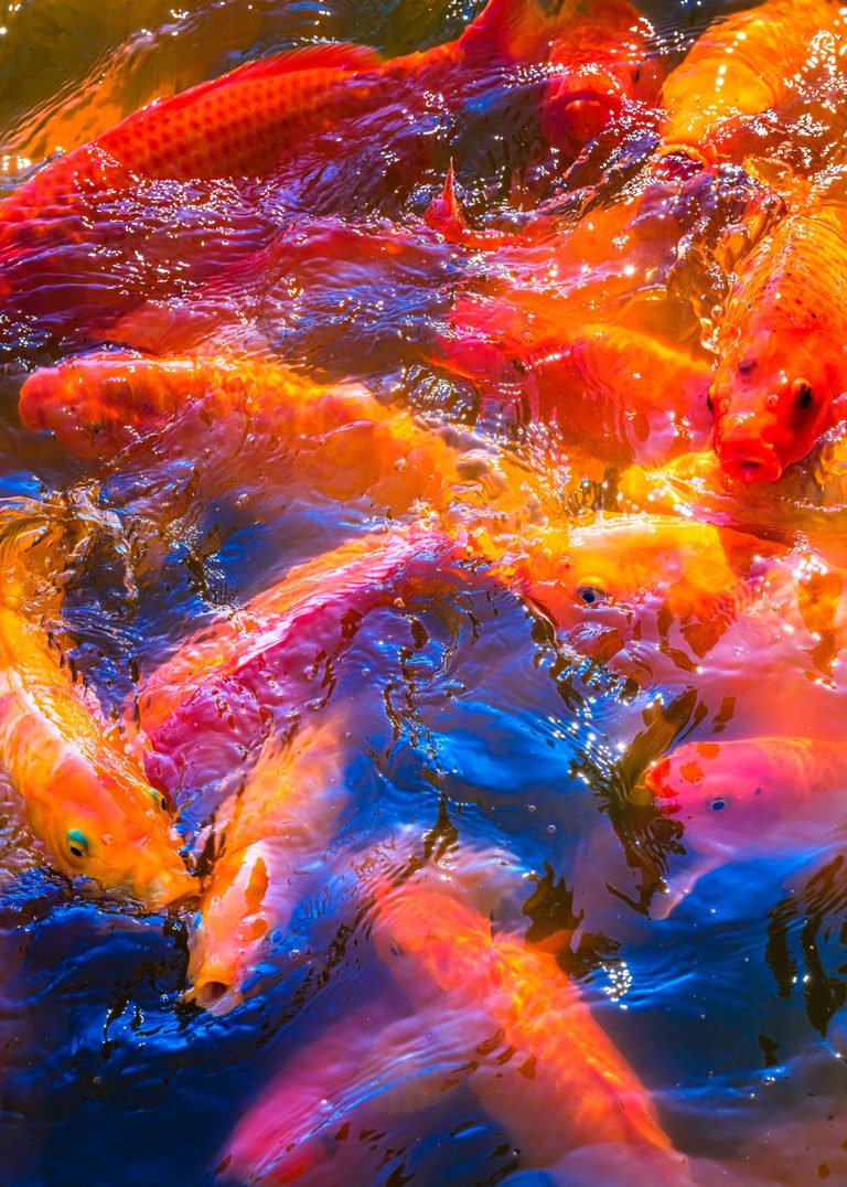 Orange, red, and pale koi crowd the surface of rippling water filled with deep blue reflections and bright points of sunlight.