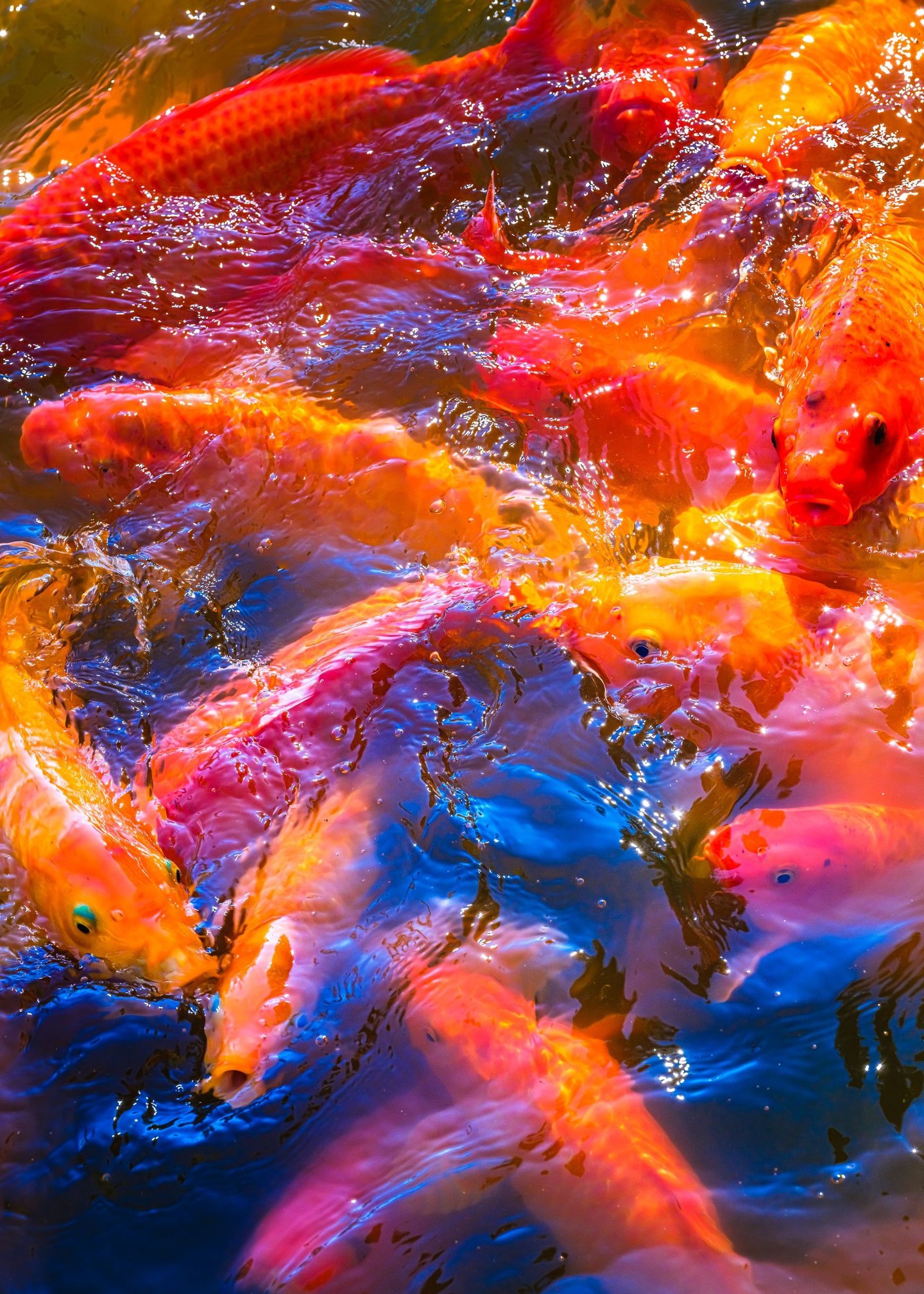 Orange, red, and pale koi crowd the surface of rippling water filled with deep blue reflections and bright points of sunlight.