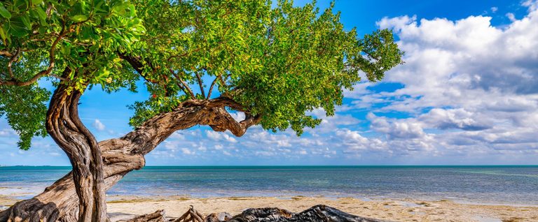 A gnarled tree with bright green leaves arches over a sandy shoreline beside calm turquoise water beneath a blue sky filled with white clouds.