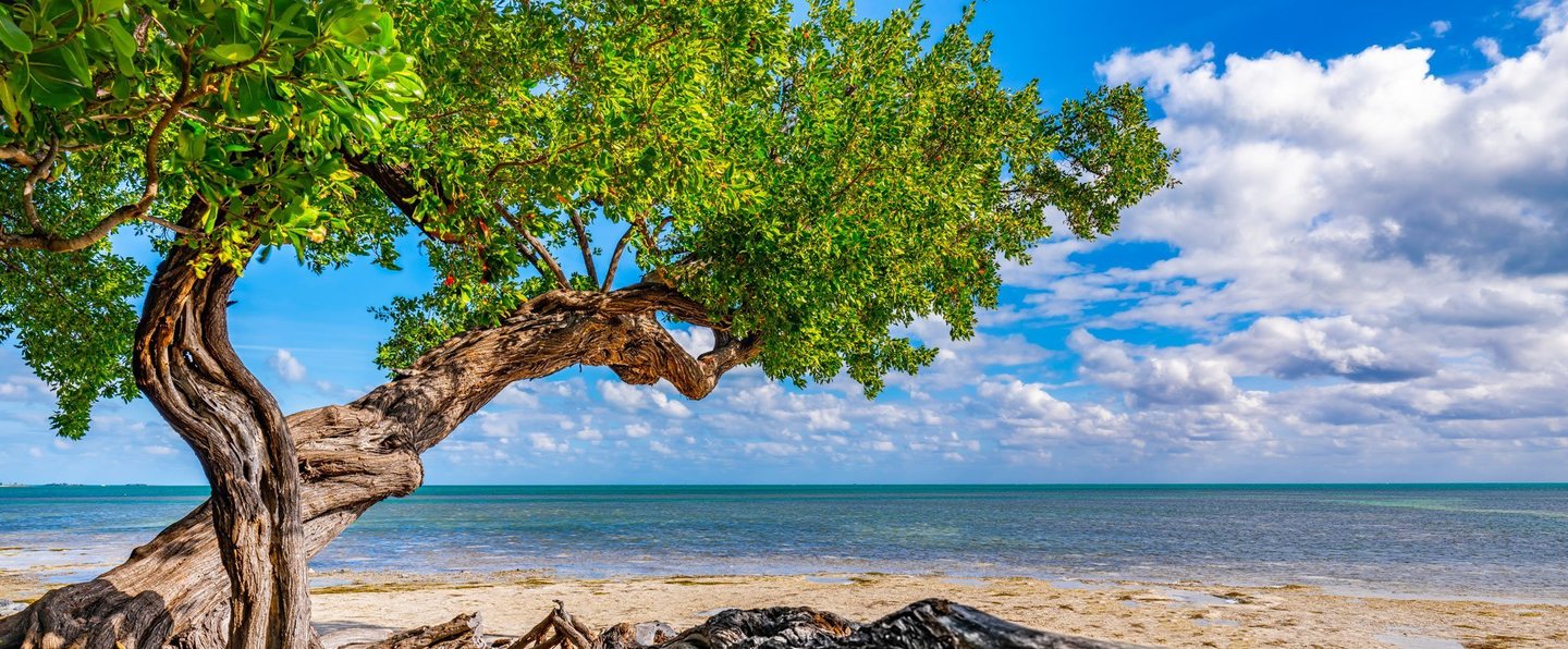 A gnarled tree with bright green leaves arches over a sandy shoreline beside calm turquoise water beneath a blue sky filled with white clouds.