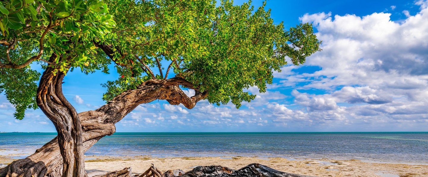 A gnarled tree with bright green leaves arches over a sandy shoreline beside calm turquoise water beneath a blue sky filled with white clouds.