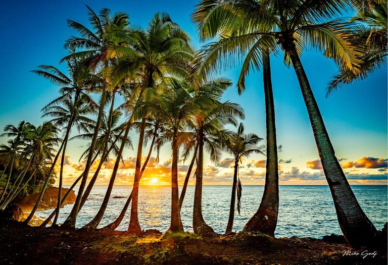 Tall leaning palm trees frame a low golden sun over a blue ocean, with illuminated clouds along the horizon and a rocky shoreline at left.