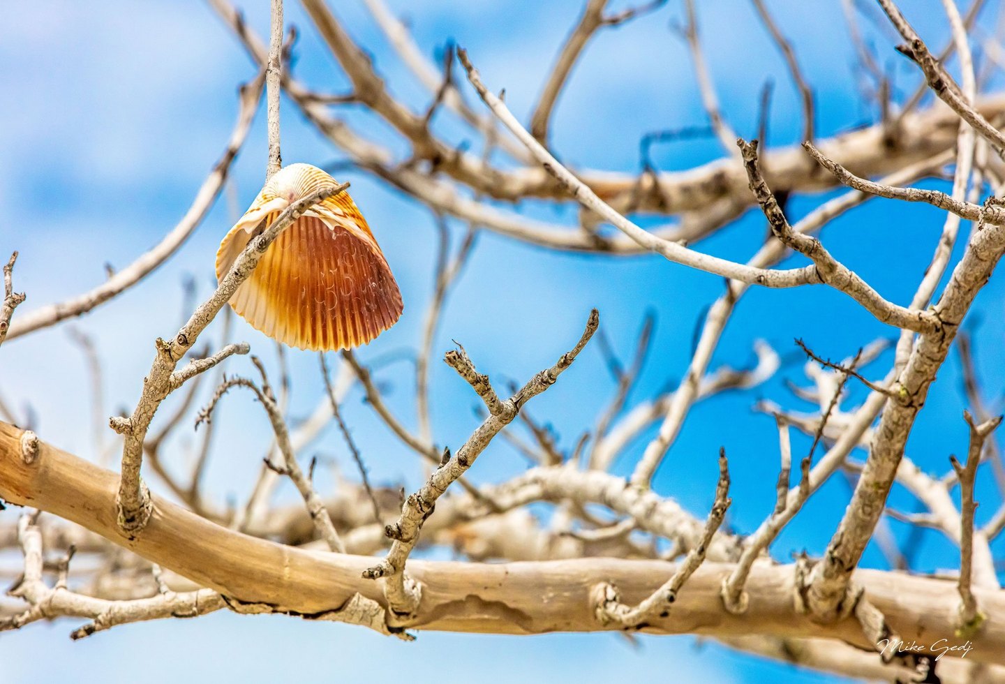 An orange and cream scallop shell rests among pale, leafless branches against a bright blue sky.