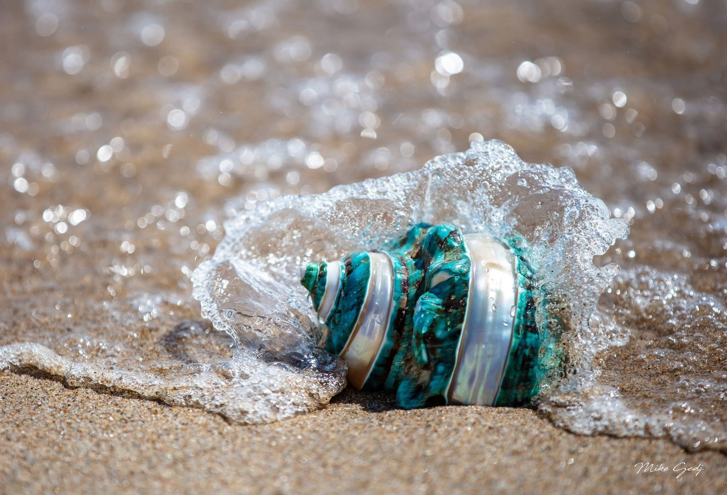 A small wave curls around a turquoise and pearly white spiral shell on wet sand, with sunlight sparkling across the water.
