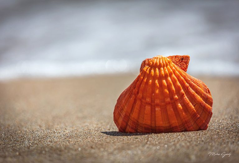 An orange, fan-shaped seashell stands upright on wet sand, its ridged surface sharply detailed against softly blurred surf.