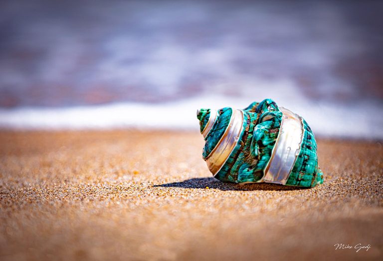 A turquoise and pearly white spiral seashell rests on golden sand with softly blurred surf behind it.