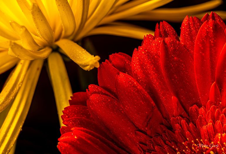 Close-up of water droplets on a red flower in the foreground and long yellow flower petals behind it against a dark background.