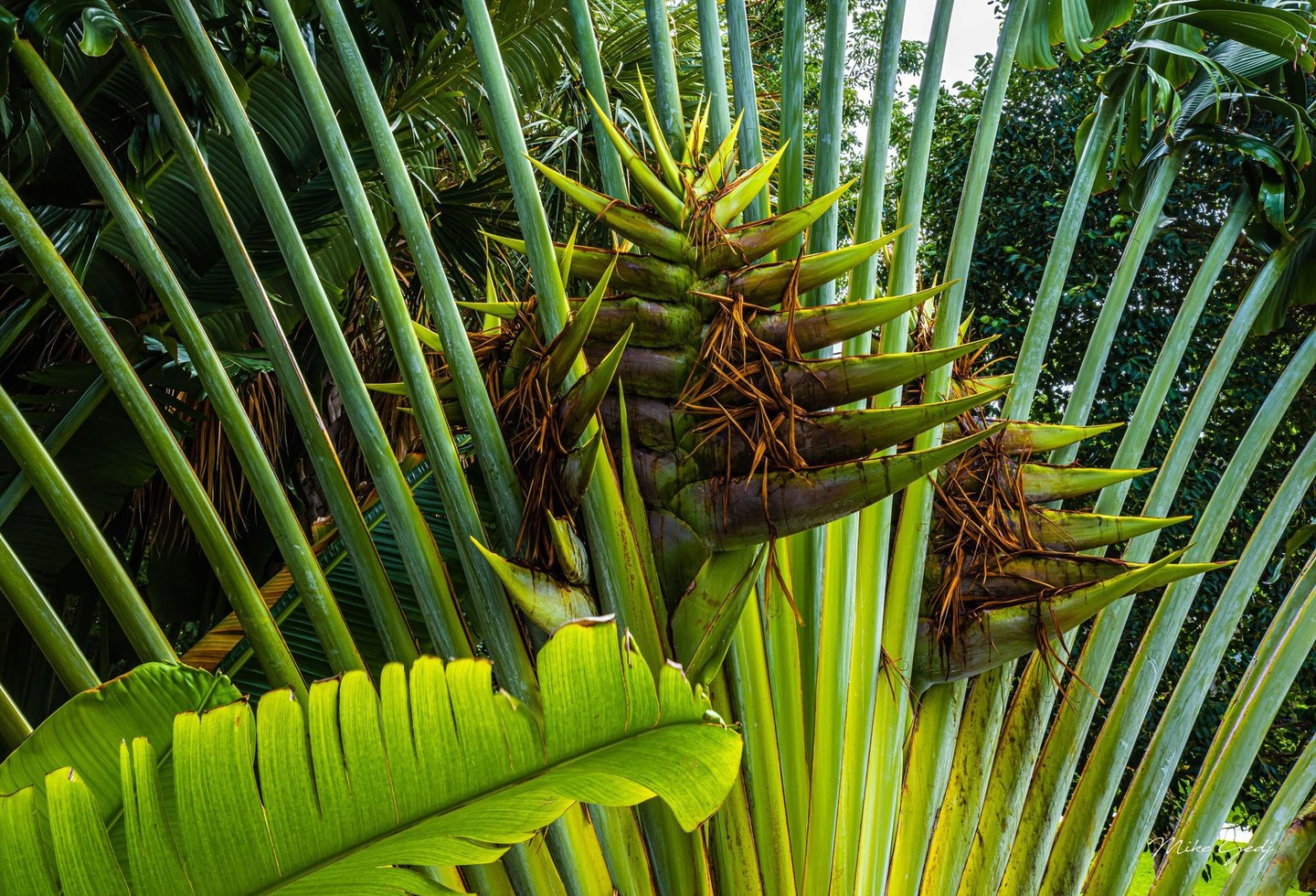 Tall green stalks fan around pointed tropical plant bracts, with dry brown fibers and a broad sunlit leaf in the foreground.