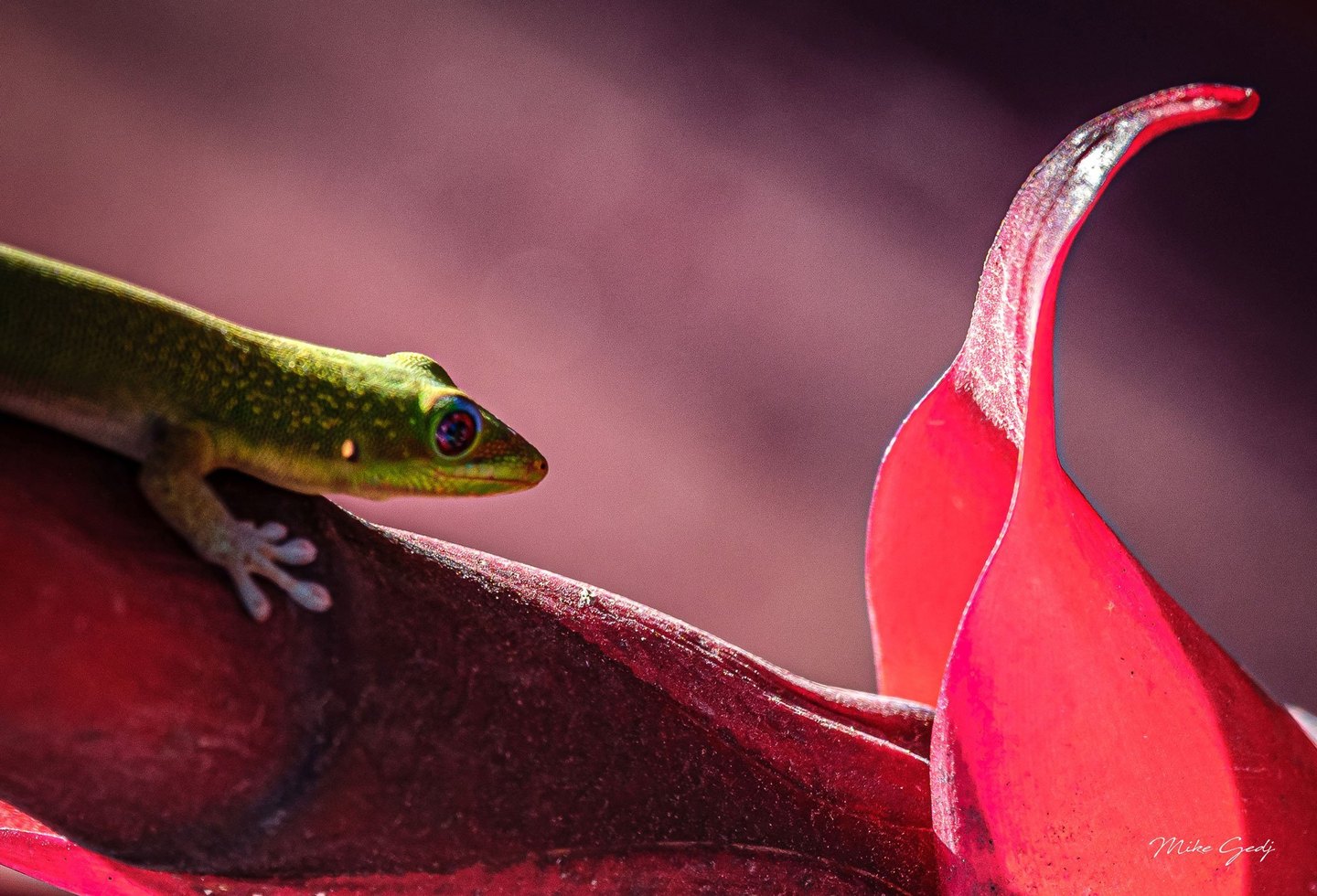 A green gecko grips a dark red leaf beside a brightly lit, curling scarlet leaf against a blurred pink background.