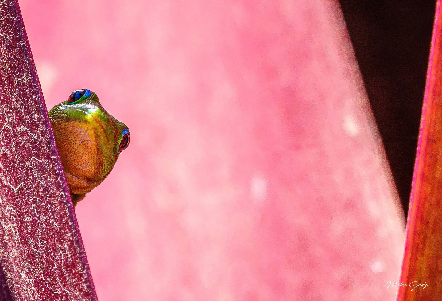 A green gecko with an orange throat and blue-rimmed eyes peeks from behind a burgundy leaf against a softly blurred pink background.