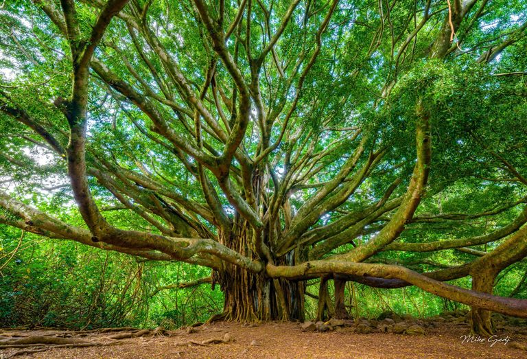A massive tree spreads thick, twisting branches beneath a dense green canopy, with hanging aerial roots, exposed ground roots, and scattered rocks below.