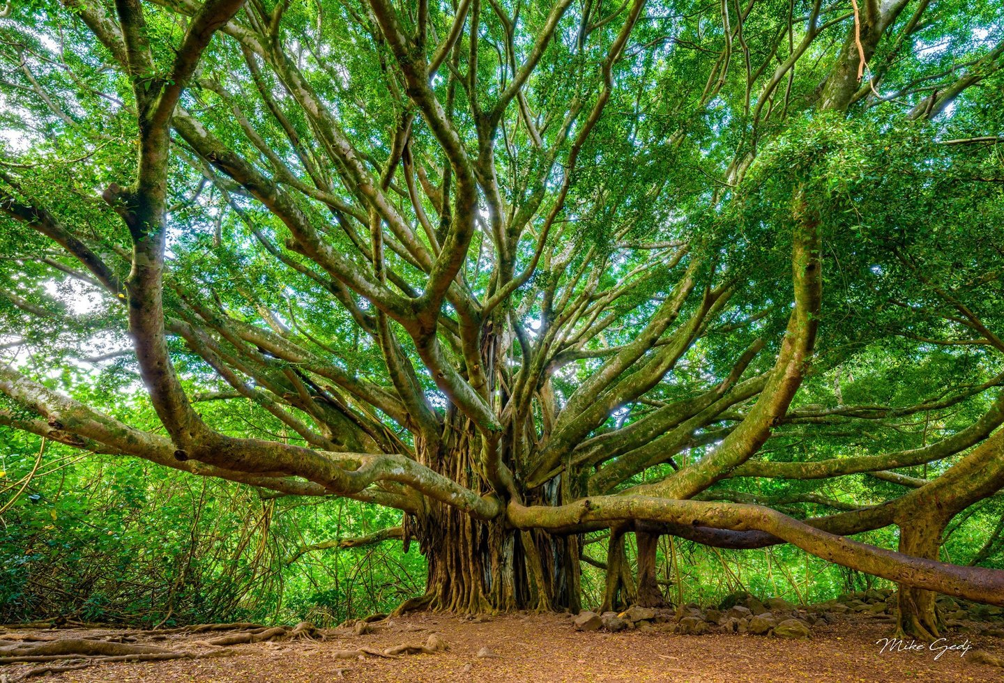 A massive tree spreads thick, twisting branches beneath a dense green canopy, with hanging aerial roots, exposed ground roots, and scattered rocks below.